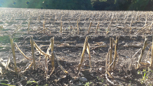 Flare; Publicdomain; Cc0; Freeimage;.jpg