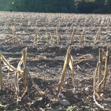 Flare; Publicdomain; Cc0; Freeimage;