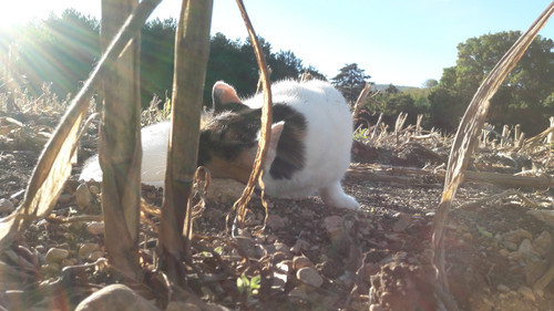 Flare; Publicdomain; Cc0; Freeimage;.jpg