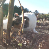 Flare; Publicdomain; Cc0; Freeimage;