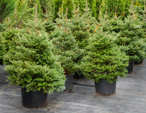 Hassle Free Christmas Tree.jpg