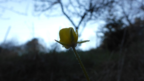 Flower; Publicdomain; Cc0; Freeimage;.jpg