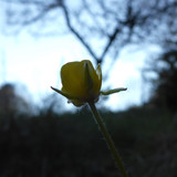 Flower; Publicdomain; Cc0; Freeimage;