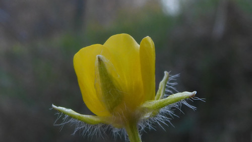 Flower; Publicdomain; Cc0; Freeimage;.jpg