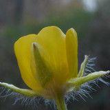 Flower; Publicdomain; Cc0; Freeimage;