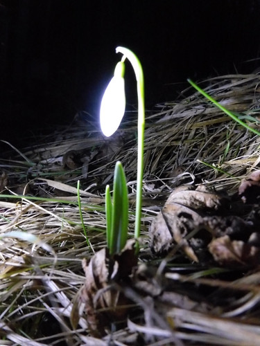 Flora Flower Publicdomain (169).jpg