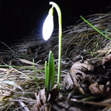 Flora Flower Publicdomain (169)