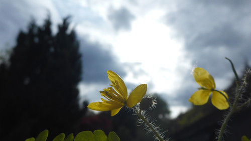 Flower; Publicdomain; Cc0; Freeimage;.jpg