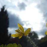 Flower; Publicdomain; Cc0; Freeimage;