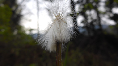 Flower; Publicdomain; Cc0; Freeimage;