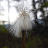 Flower; Publicdomain; Cc0; Freeimage;