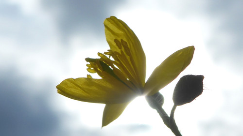 Flower; Publicdomain; Cc0; Freeimage;.jpg