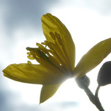 Flower; Publicdomain; Cc0; Freeimage;