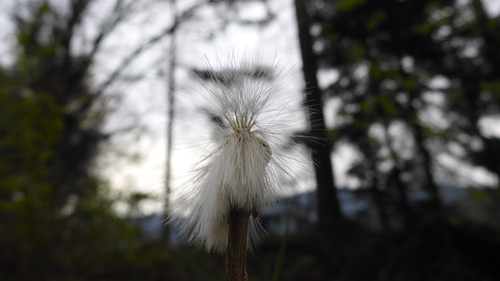 Flower; Publicdomain; Cc0; Freeimage;.jpg