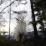 Flower; Publicdomain; Cc0; Freeimage;