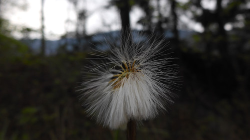 Flower; Publicdomain; Cc0; Freeimage;.jpg