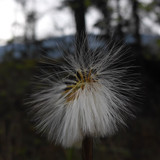 Flower; Publicdomain; Cc0; Freeimage;