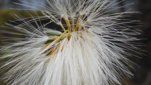 Flower; Publicdomain; Cc0; Freeimage;.jpg