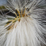 Flower; Publicdomain; Cc0; Freeimage;