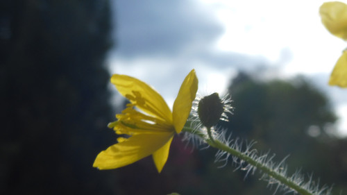 Flower; Publicdomain; Cc0; Freeimage;.jpg