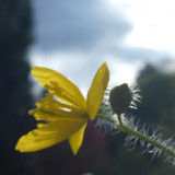 Flower; Publicdomain; Cc0; Freeimage;