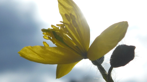 Flower; Publicdomain; Cc0; Freeimage;.jpg