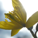 Flower; Publicdomain; Cc0; Freeimage;