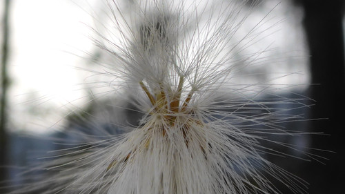 Flower; Publicdomain; Cc0; Freeimage;.jpg