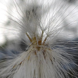 Flower; Publicdomain; Cc0; Freeimage;