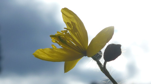 Flower; Publicdomain; Cc0; Freeimage;.jpg