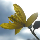 Flower; Publicdomain; Cc0; Freeimage;