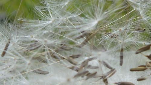 Flower; Publicdomain; Cc0; Freeimage;.jpg