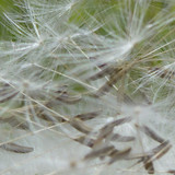 Flower; Publicdomain; Cc0; Freeimage;