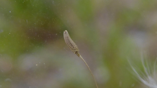 Flower; Publicdomain; Cc0; Freeimage;.jpg