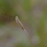 Flower; Publicdomain; Cc0; Freeimage;