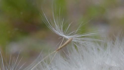 Flower; Publicdomain; Cc0; Freeimage;.jpg