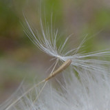 Flower; Publicdomain; Cc0; Freeimage;