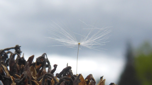 Flower; Publicdomain; Cc0; Freeimage;.jpg