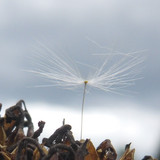 Flower; Publicdomain; Cc0; Freeimage;