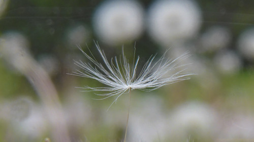 Flower; Publicdomain; Cc0; Freeimage;.jpg