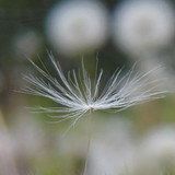 Flower; Publicdomain; Cc0; Freeimage;