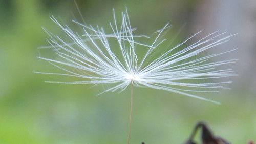 Flower; Publicdomain; Cc0; Freeimage;.jpg