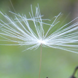 Flower; Publicdomain; Cc0; Freeimage;