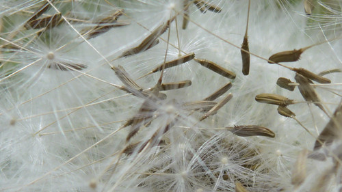 Flower; Publicdomain; Cc0; Freeimage;.jpg