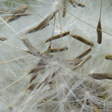 Flower; Publicdomain; Cc0; Freeimage;