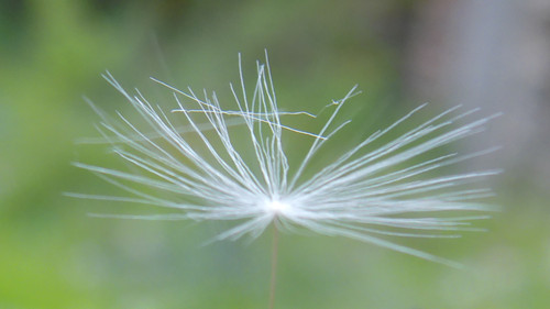 Flower; Publicdomain; Cc0; Freeimage;.jpg