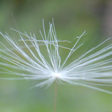 Flower; Publicdomain; Cc0; Freeimage;