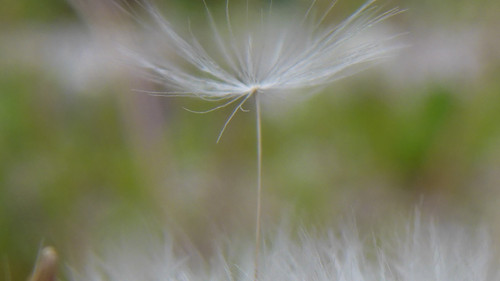 Flower; Publicdomain; Cc0; Freeimage;.jpg