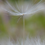 Flower; Publicdomain; Cc0; Freeimage;