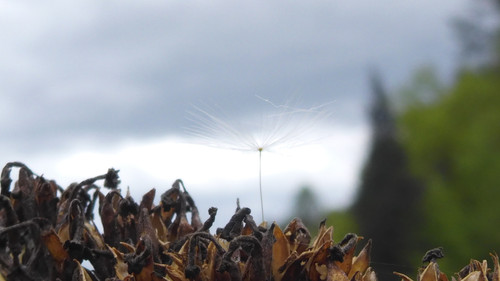 Flower; Publicdomain; Cc0; Freeimage;.jpg